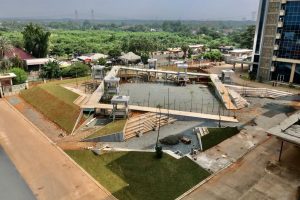 Penanaman Rumput Gajah Mini