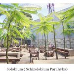 Supplier Pohon Pelindung