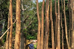 Pohon Pule Tinggi 3 meter - 8 meter Lebih