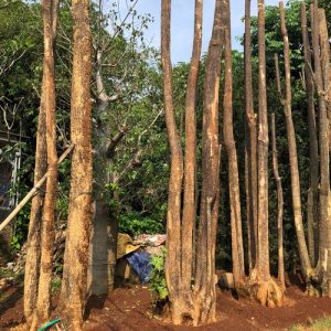 Pohon Pule Tinggi 3 meter - 8 meter Lebih