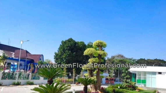 Jasa Taman Murah dengan Berbagai Layanan Menguntungkan